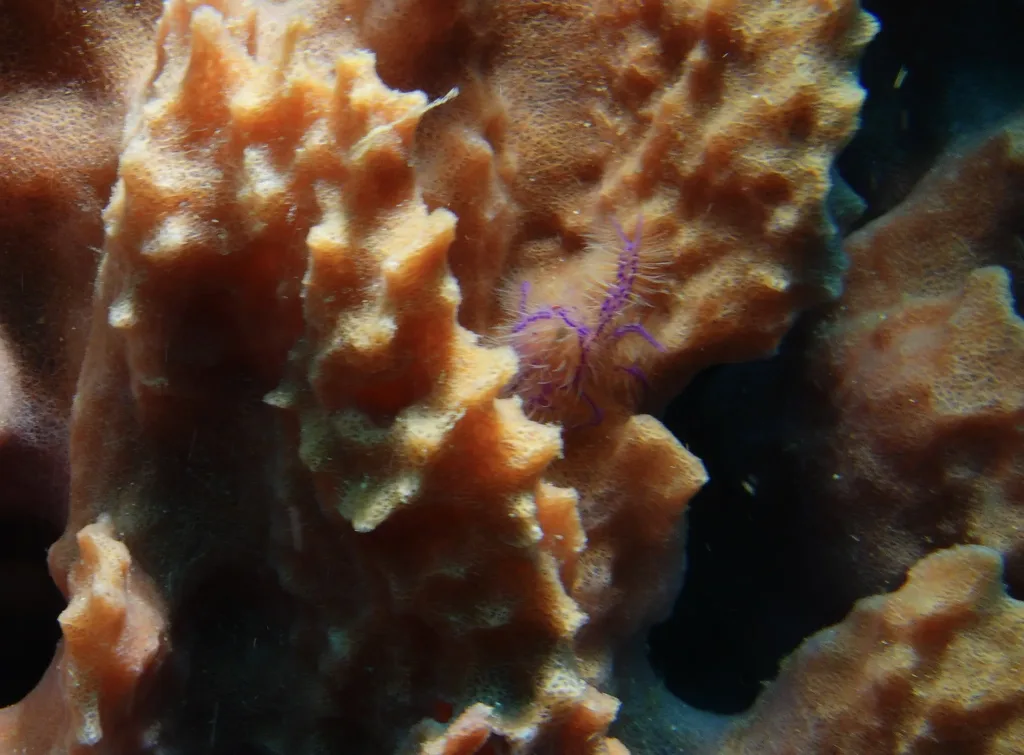 Hairy Squat Lobster