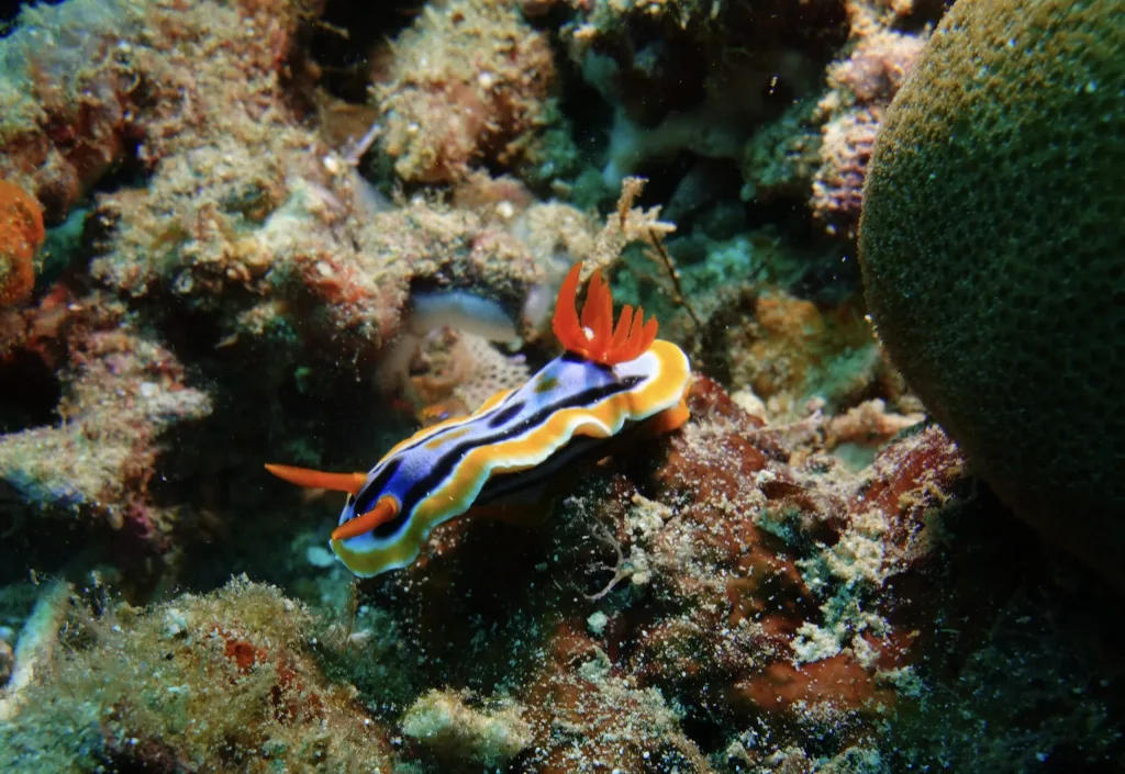 Magnificent Cromodoris