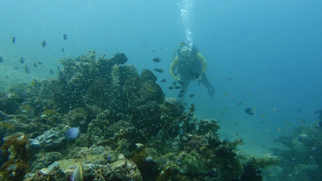 Sylvia Yellowjacket Fish